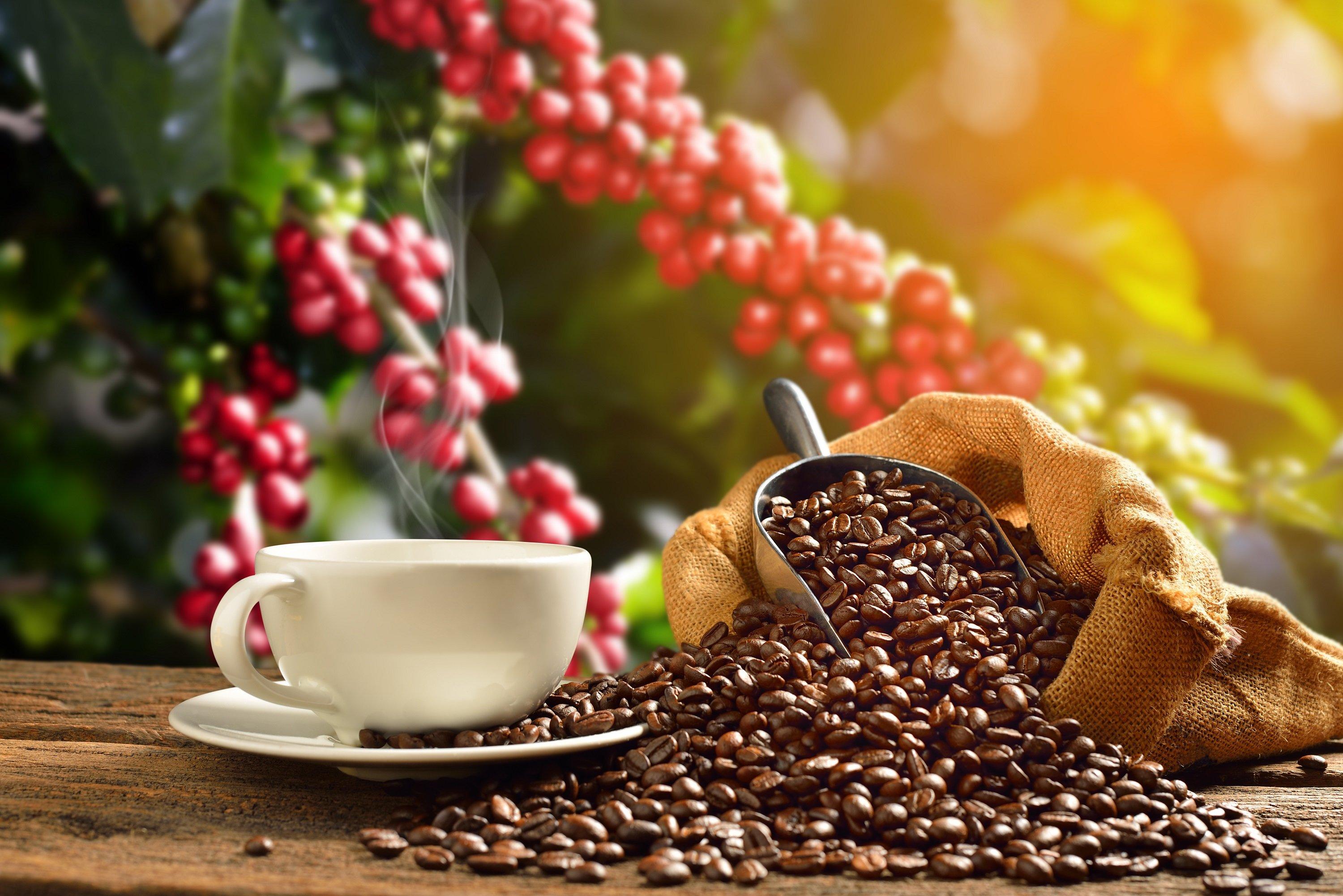 Coffee Tour (private)